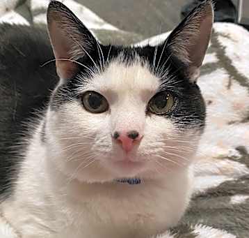 Photo of Oreo