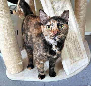 Photo of Pearla