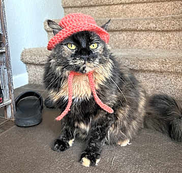 Photo of Coco