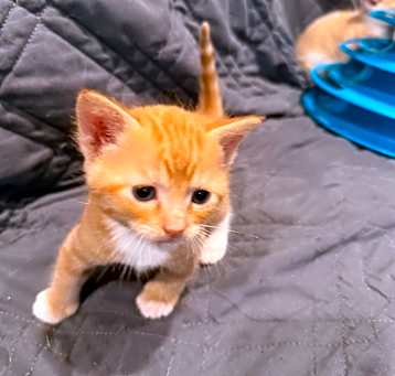 Photo of Flame