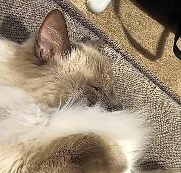 Photo of Frankie