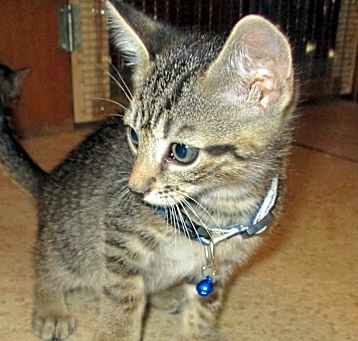 Photo of Scooter