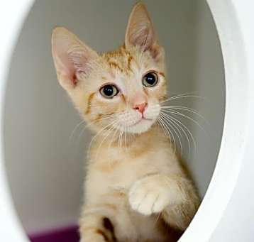 Photo of Spunky (Palama No Collar)
