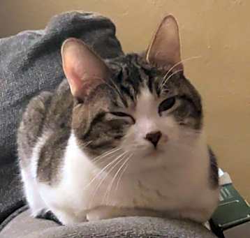 Photo of Comet
