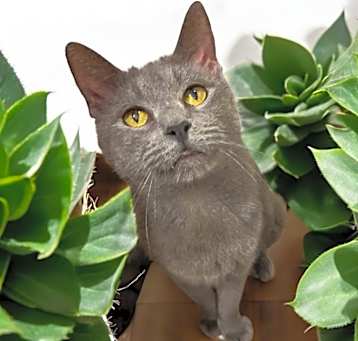 Photo of Matcha