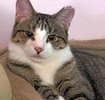 Photo of Pudding