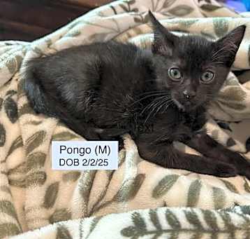 Photo of Pongo