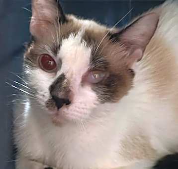 Photo of Bluebell