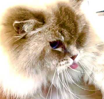 Photo of Thomasina