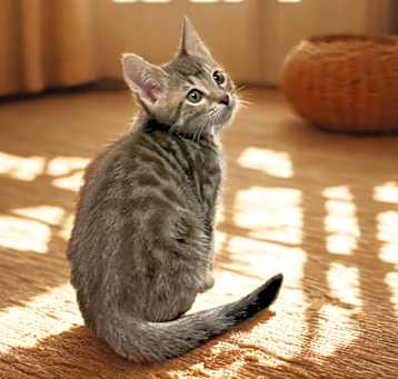 Photo of Rascal
