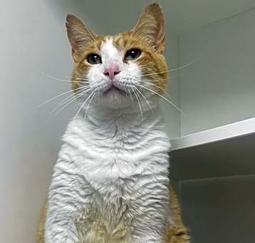 Photo of Purrlock Holmes