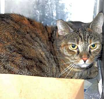 Photo of KATHLEEN (GARDEN CAT)