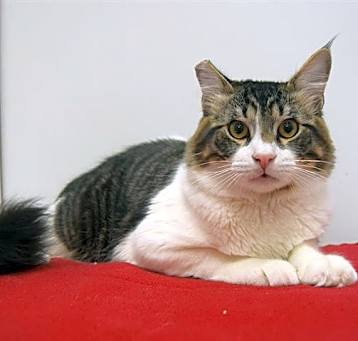 Photo of *ALVIN