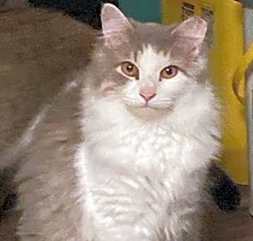 Photo of Theodore