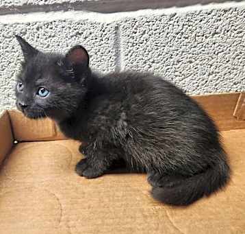 Photo of Digit