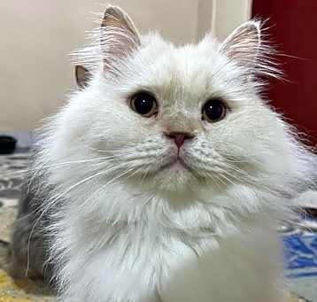 Photo of Hamza
