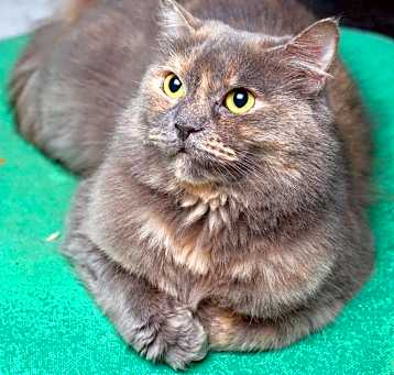Photo of Faye