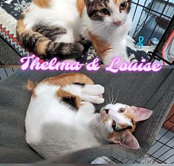 Photo of THELMA