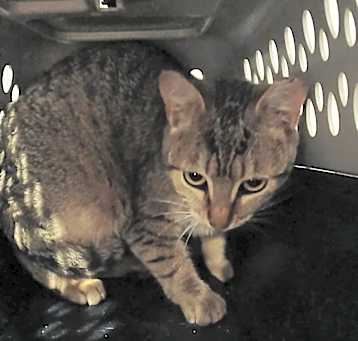 Photo of Feral 3 - RO