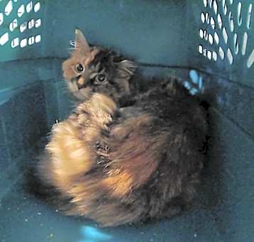 Photo of Feral 5 - KM