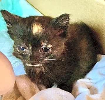 Photo of Calypso