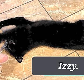 Photo of Izzy 0862