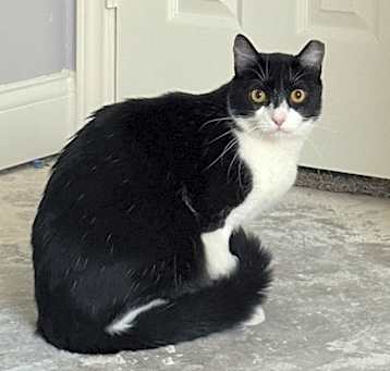 Photo of Bandit 8