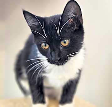 Photo of Lupine