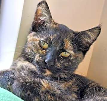 Photo of Clover