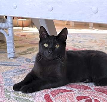 Photo of Ziva