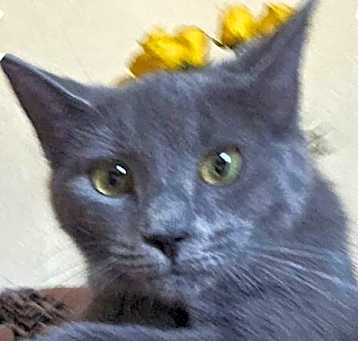 Photo of Lily Marie - Petsmart Plantation Foster Home