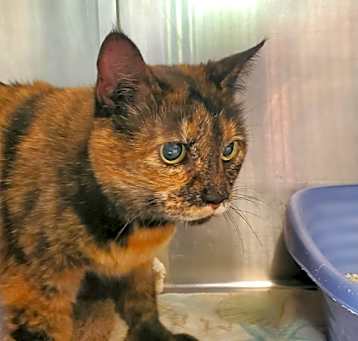 Photo of Nala