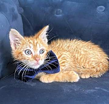 Photo of Cheerio