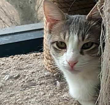 Photo of Violet