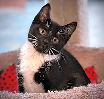 Photo of Buster