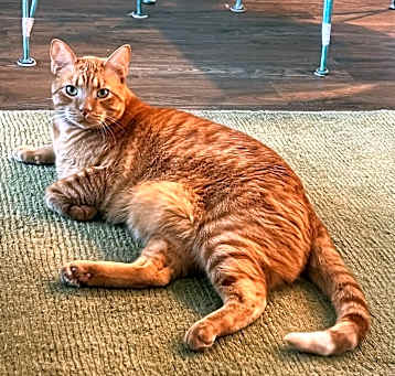 Photo of Momo