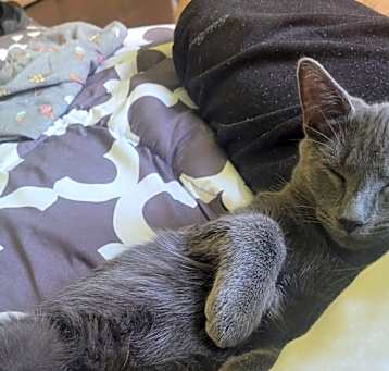 Photo of Shadow
