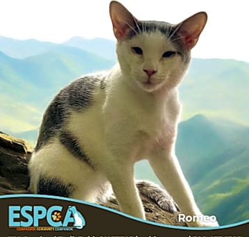 Photo of Romeo