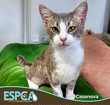 Photo of Casanova