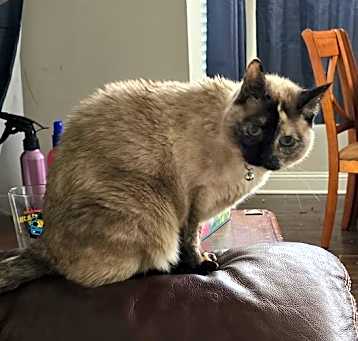 Photo of Ally