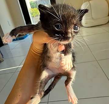 Photo of Ariandel