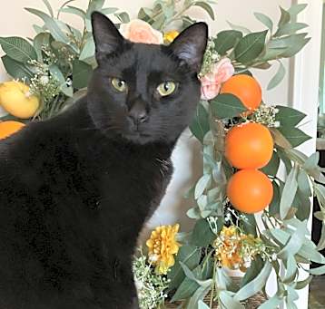 Photo of Yankee Black