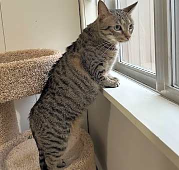 Photo of Penny