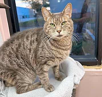Photo of Otho