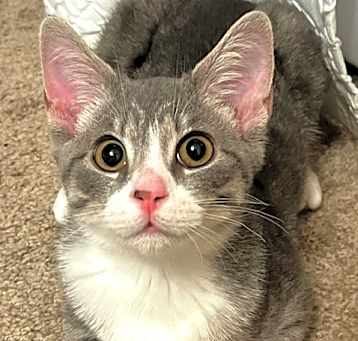 Photo of Rocky