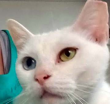 Photo of Snowy FELV POSITIVE