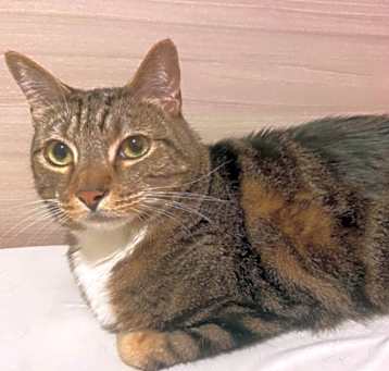 Photo of Ares