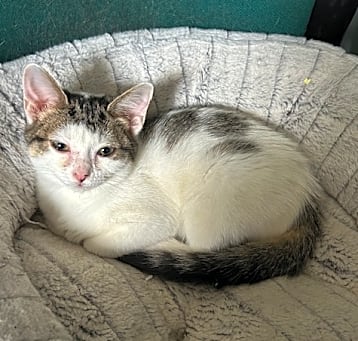 Photo of Whoopie
