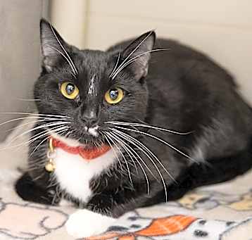 Photo of MITTENS