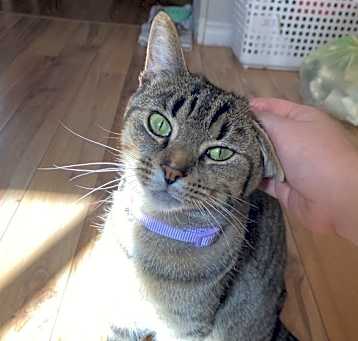 Photo of Mochi